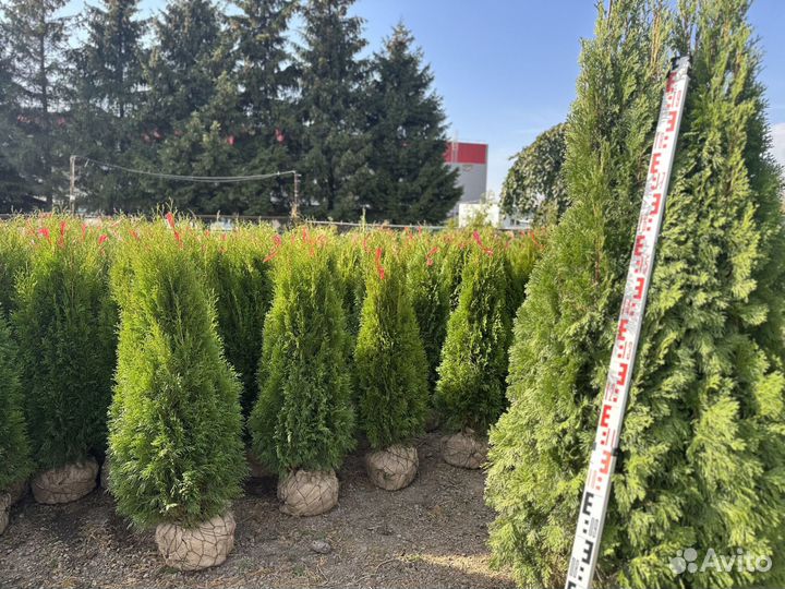 Туя Cмарагд