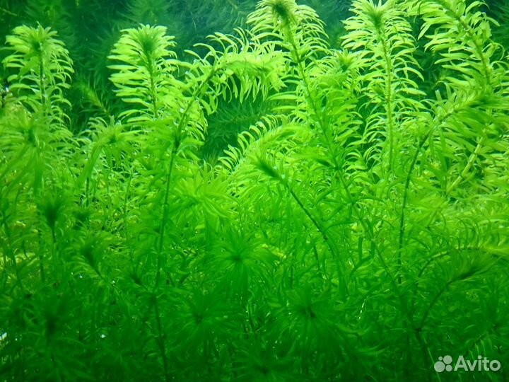 Водоросли роголистник, элодея, сачок, корм