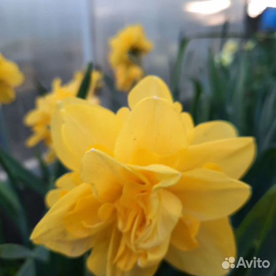 Луковицы нарциссов