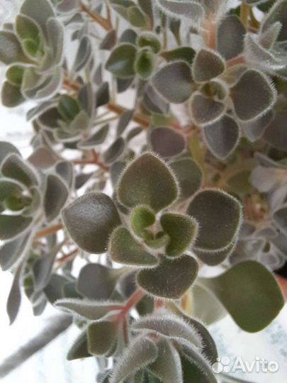 Аихризон дерево любви