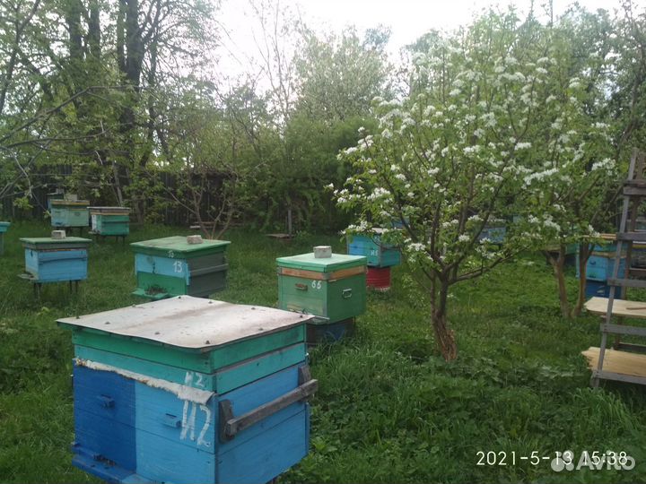 Продам пчелосемьи