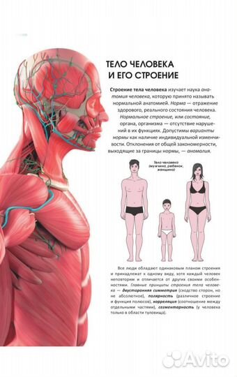 Популярный атлас анатомии человека