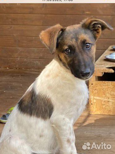 Щенок мальчик помесь курцхаара