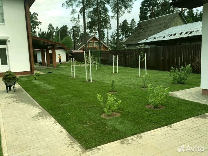 Рулонный газон