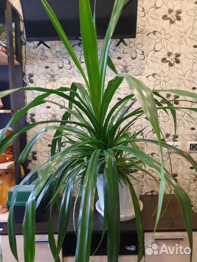 Пальма панданус