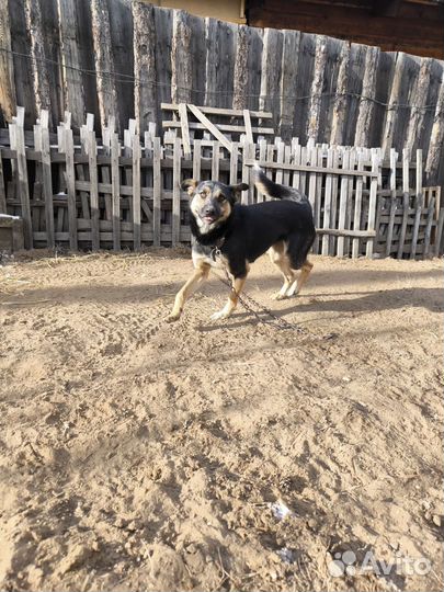 Стерилизованная собака