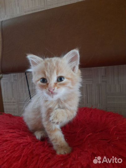 Котята в добрые руки даром бесплатно