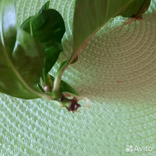 Кротон, сансевьера