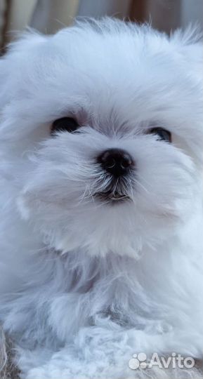 Щенки мальтезе 2.5 месяца