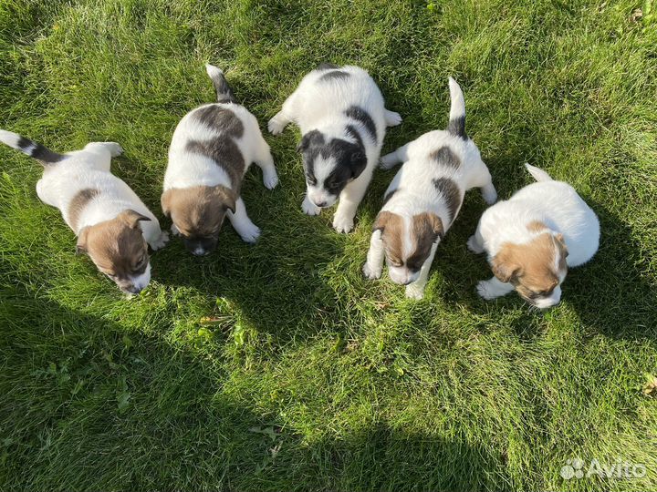 Джек Рассел терьер