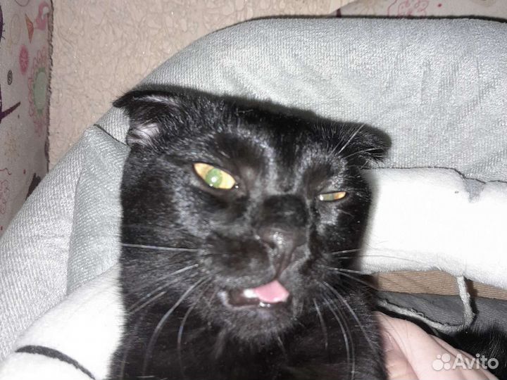 Вислоухий кот