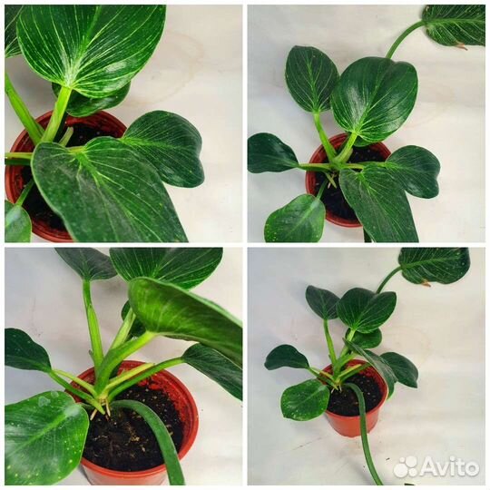 Комнатные растения Отправлю сдек или почта