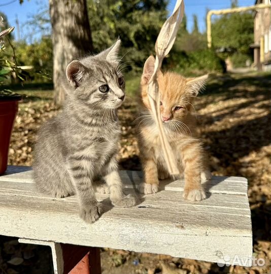 Котята в добрые руки