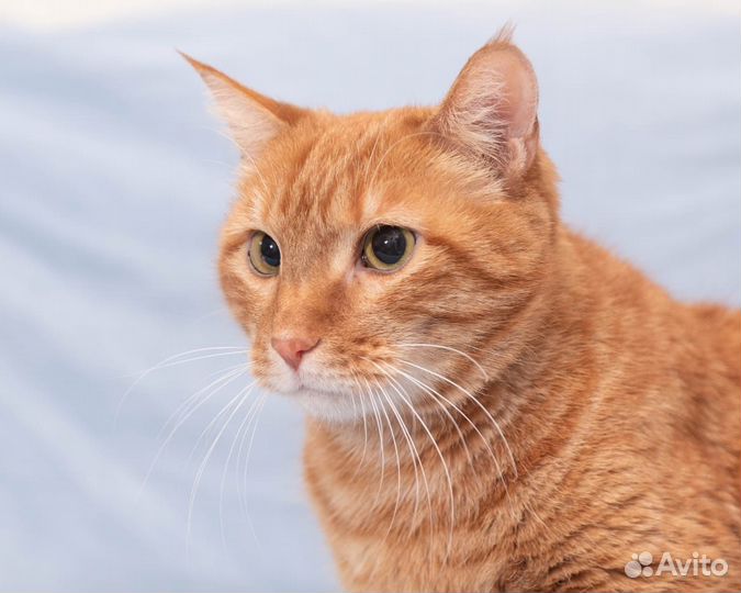 Котик-солнышко