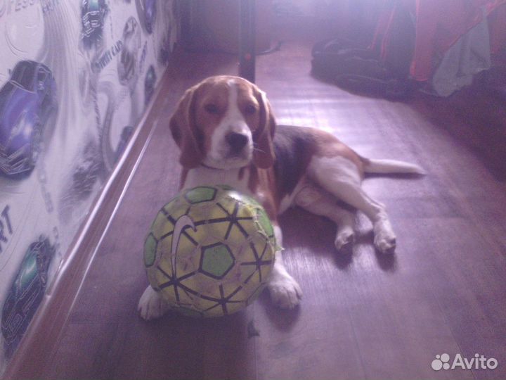 Вязка бигль