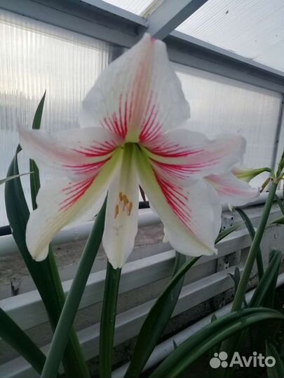 Гиппеаструм