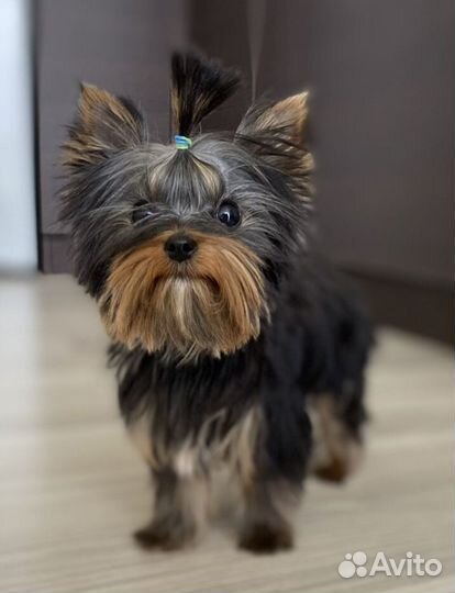 Йоркширский терьер