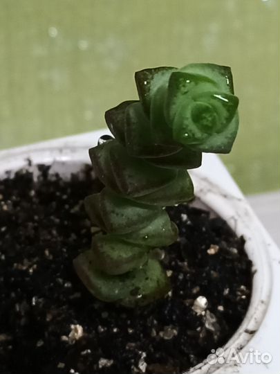 Крассула Марнье