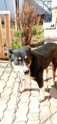 Барон 2-3 года