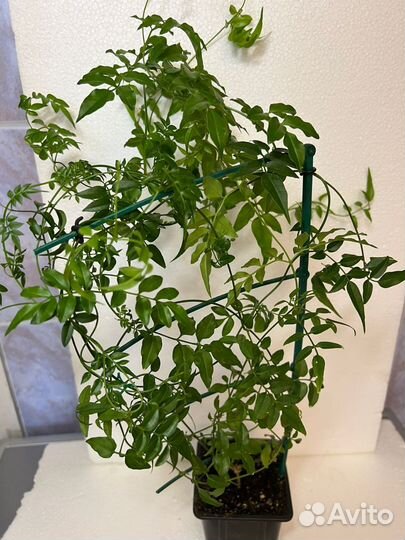 Проданокомнатный жасмин полиантум