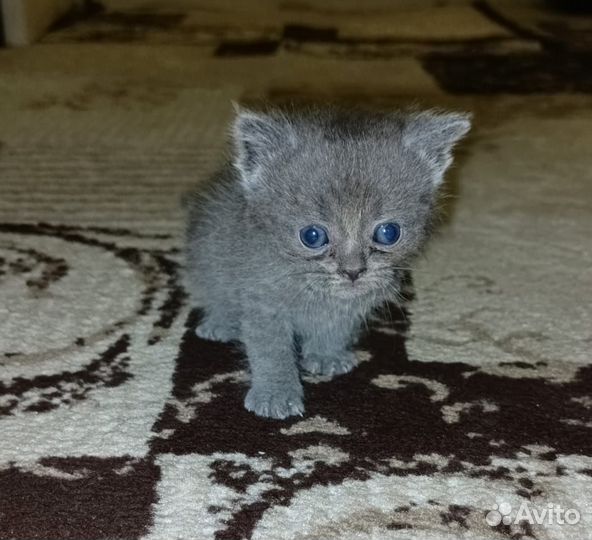 Британские котята