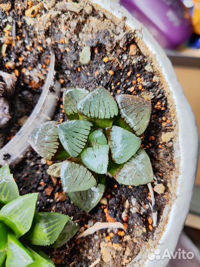 Суккуленты хавортия