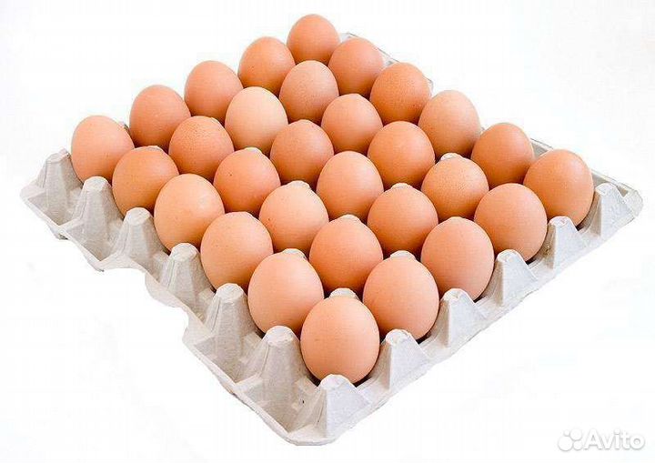 Домашние куриные яйца