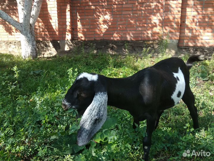 Англо-нубийские козы