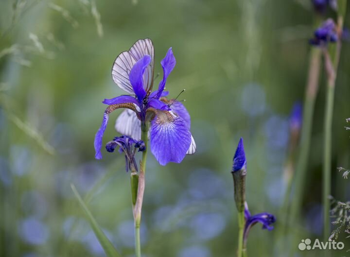 Семена ириса сибирского