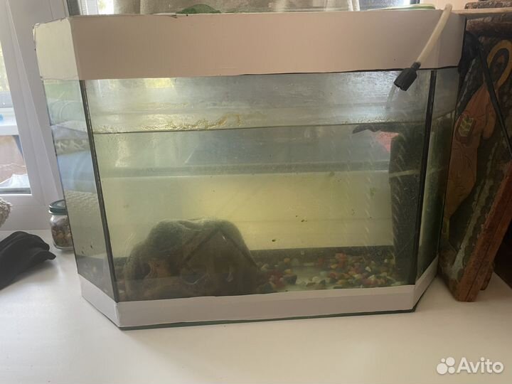Аквариум с сомиком