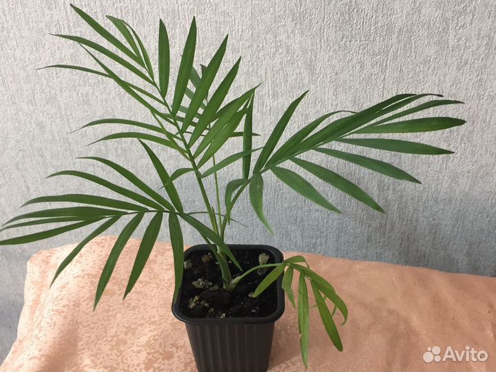 Пальма хамедорея. Комнатные цветы. Растения