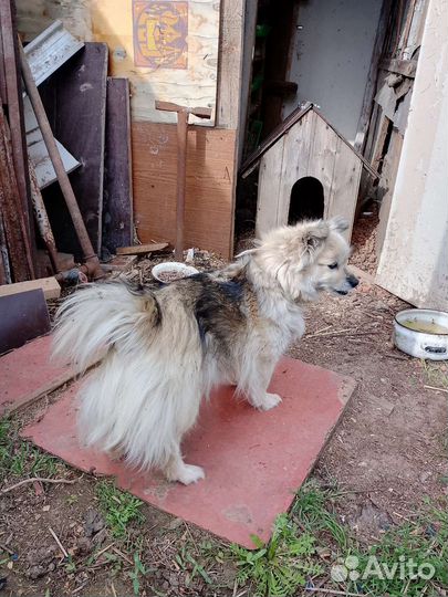 В добрые руки