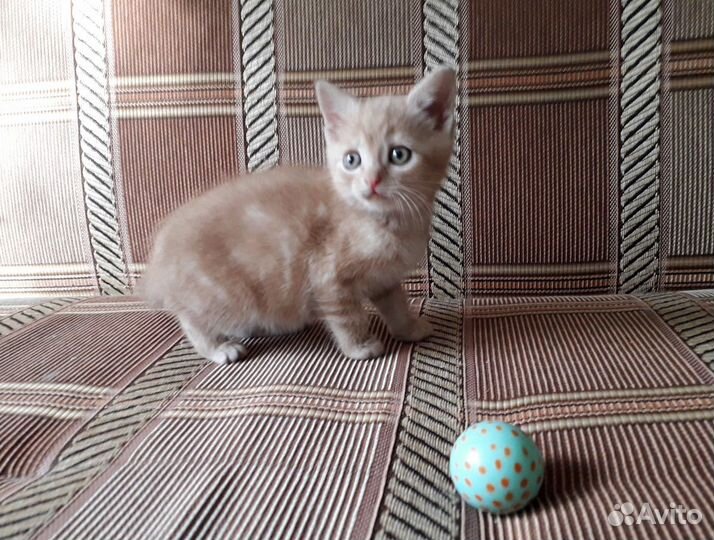 Котенок мальчик 1,5 месяца