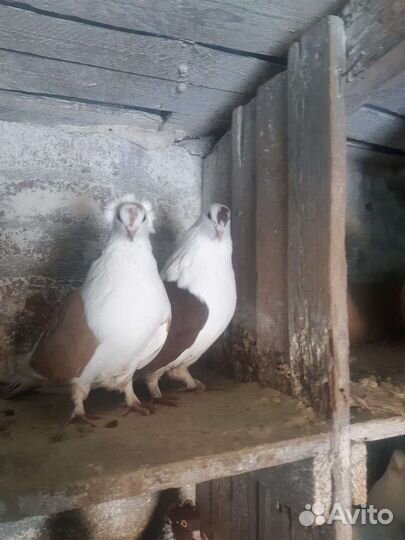 Николаевские голуби