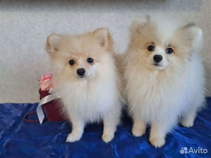 Щенок мини шпица