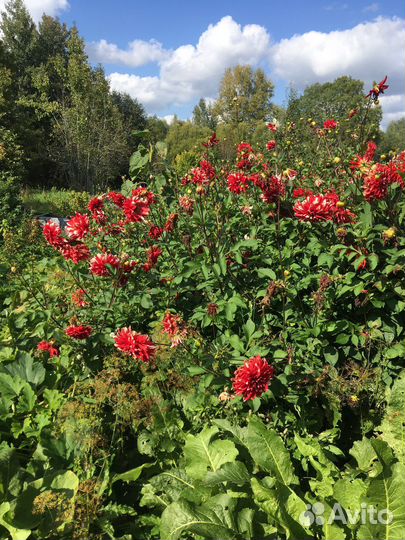 Георгины клубни