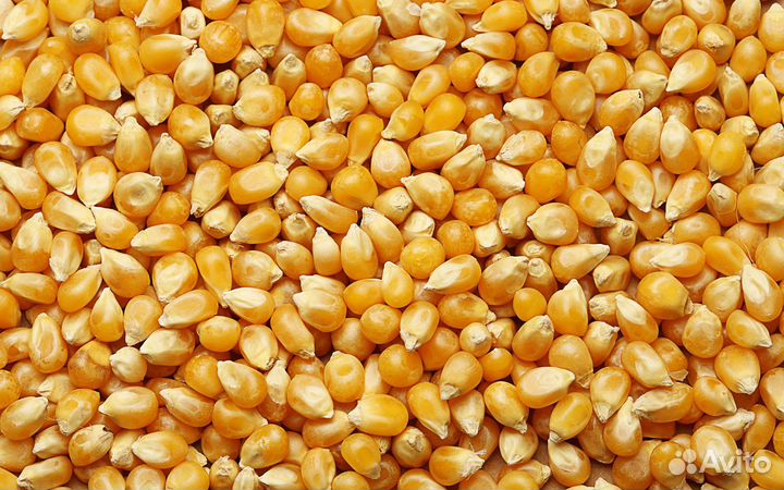 Зерно кукуруза