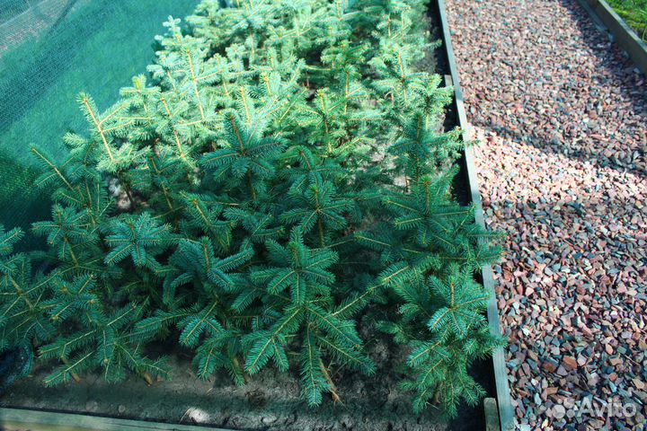Саженцы Ели голубой из питомника