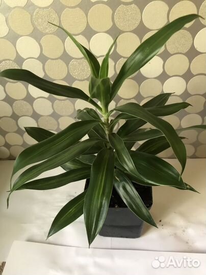 Плющ кудрявый и др. комнатные растения