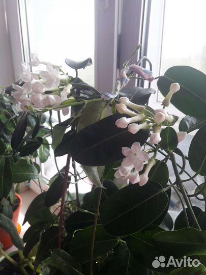 Стефанотис