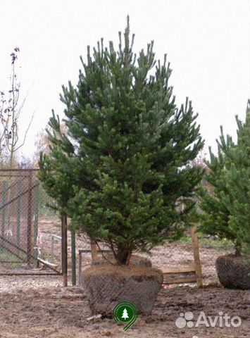 Сосна обыкновенная