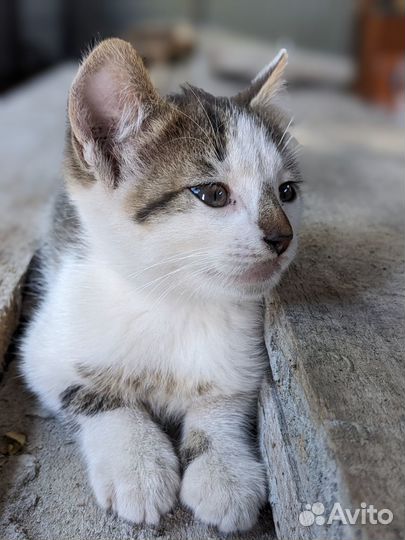 Котята. Мальчик в добрые руки