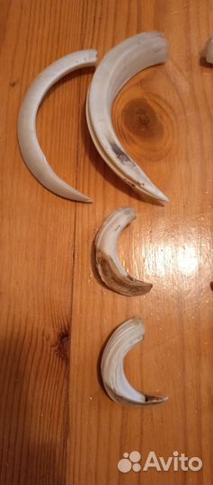 Клыки дикого кабана