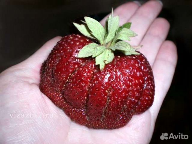 Чаморра туруси, гигант. рассада