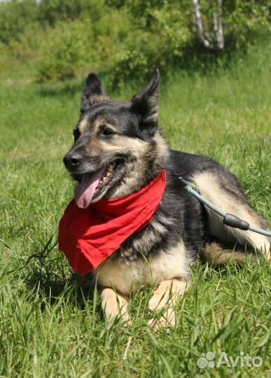 Красивый пес Янек ищет семью