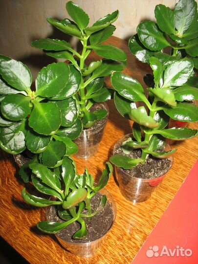 Каланхоэ укорененные оранжевый