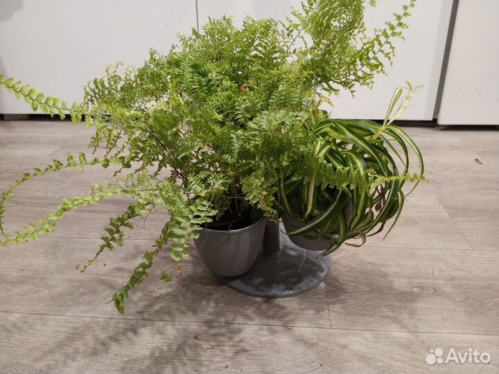 Папоротник нефролепис и кактус