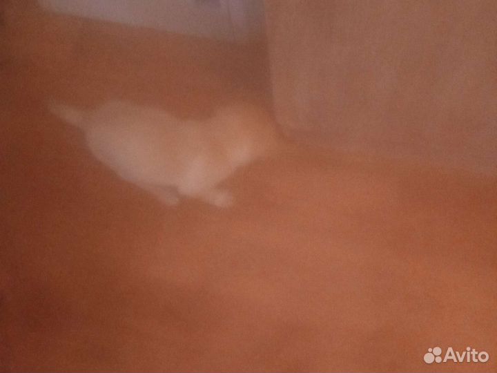 Маленькие щенки от обычной собаки