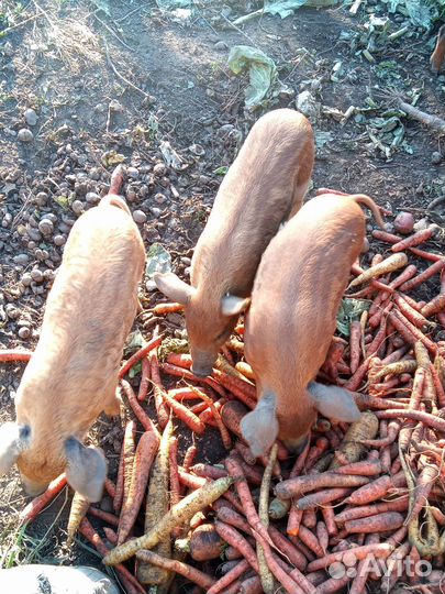 Поросята мангалица