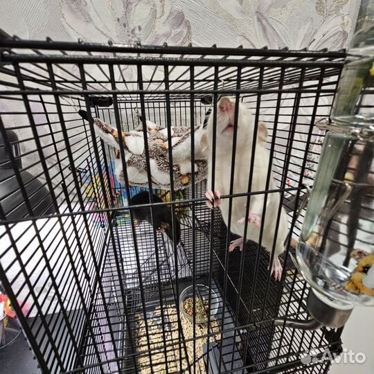 Крысы цветные